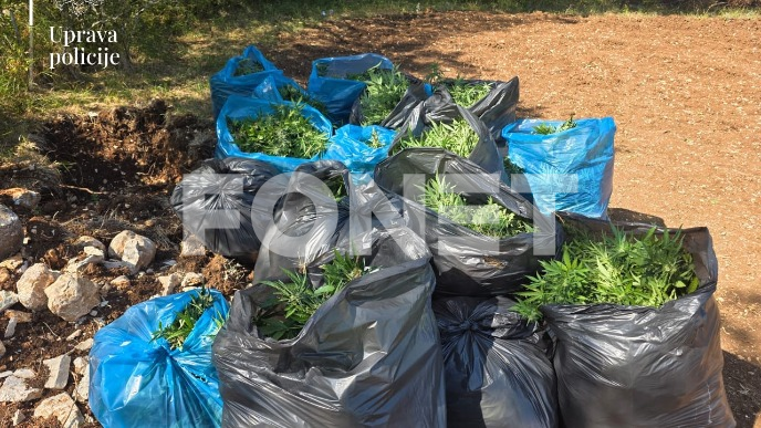 Pronađena plantaža marihuane 